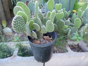 Bunny Ears Cactus Succulent Live Plant Pad Pads Cutting garden home hobby spring accessory living