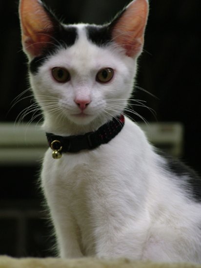 KNC KittyWear Beaded Crochet Cat Collar Heartbeats