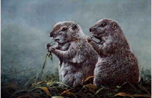 Dandilion bandits