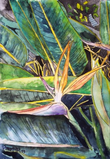 Bird of Paradise
