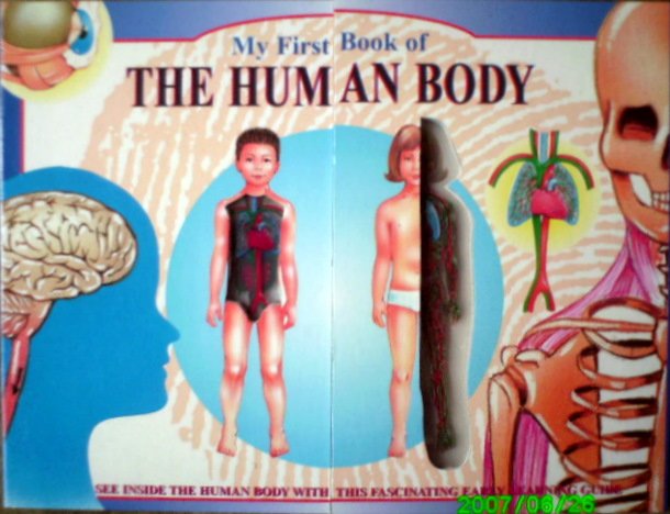 My First Book of The Human Body
