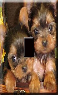 Yorkie Puppies Handcrafted Single Switchplate Cover