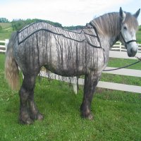Whole Horse Fly Net - Buggy Horse Size