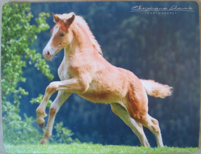 Haflinger Foal Mouse Pad