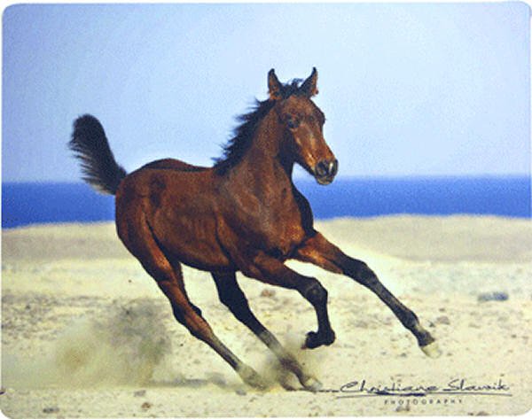 Arabian Foal Horse Mouse Pad