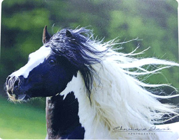 Gypsy Horse Mouse Pad