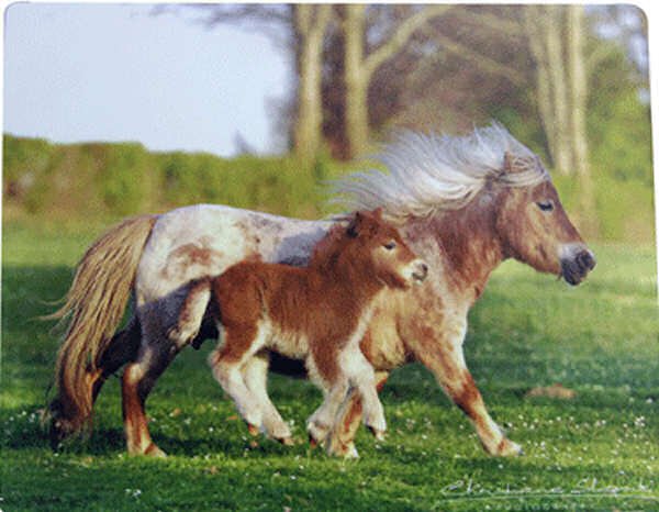 Mini Shetland Pony Mouse Pad