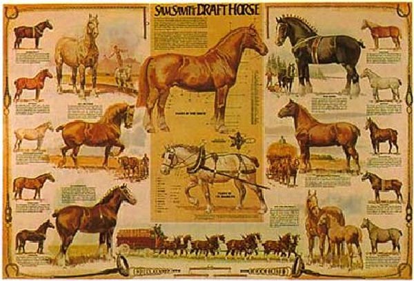 Laminated Draft Horse Poster