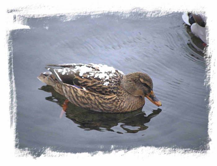 Snow Duck