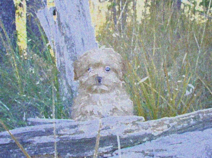 Puppy in the Woods