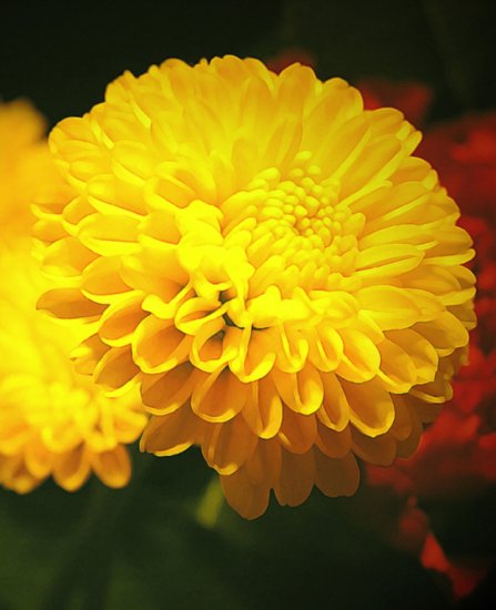 Yellow Flower