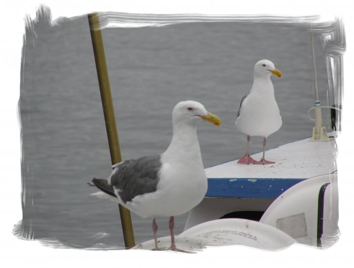Seagulls on the Boat