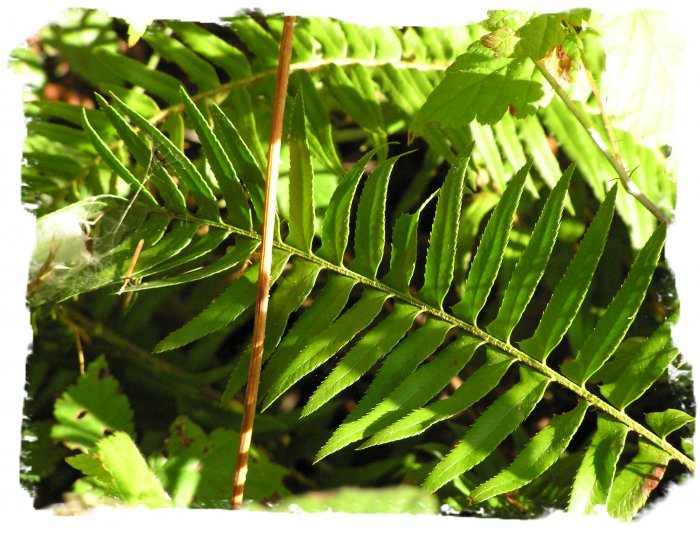 Ferns