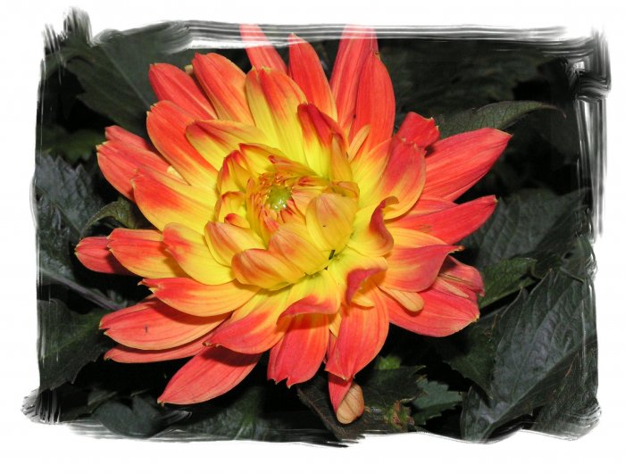 Orange and Yellow