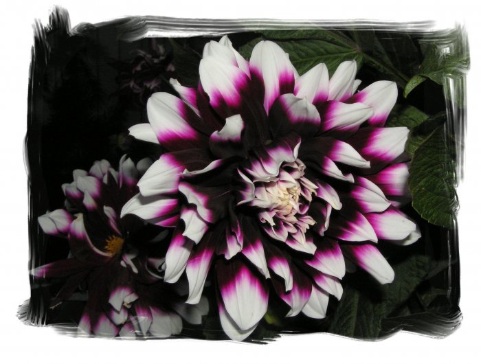 Purple and White