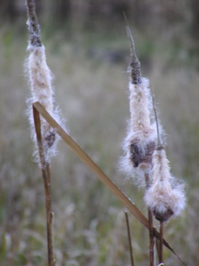 Cat Tails