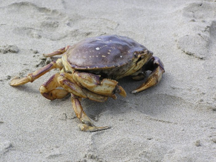 Crabby