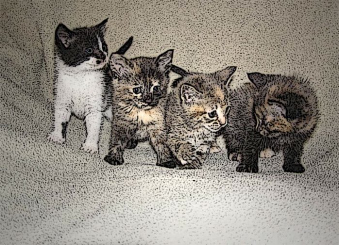 Kitten Quartet