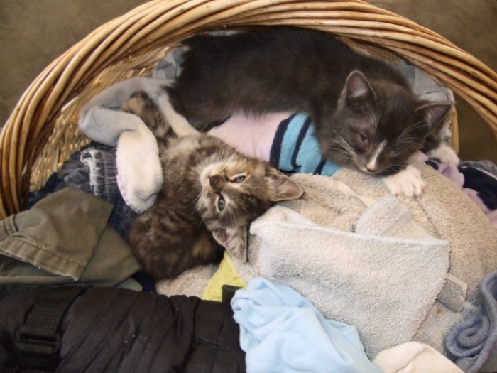 Laundry Kittens
