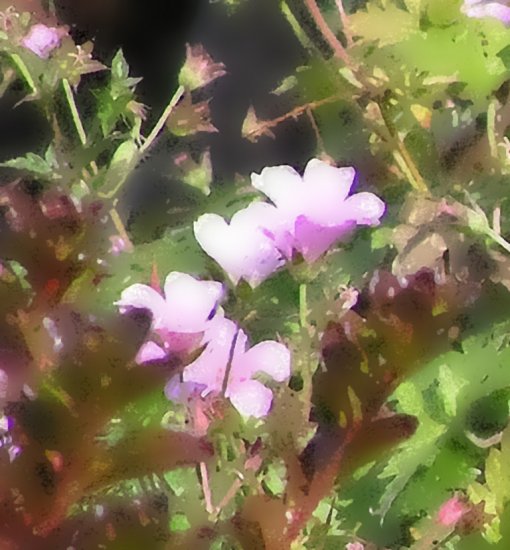 Little Pink Flowers