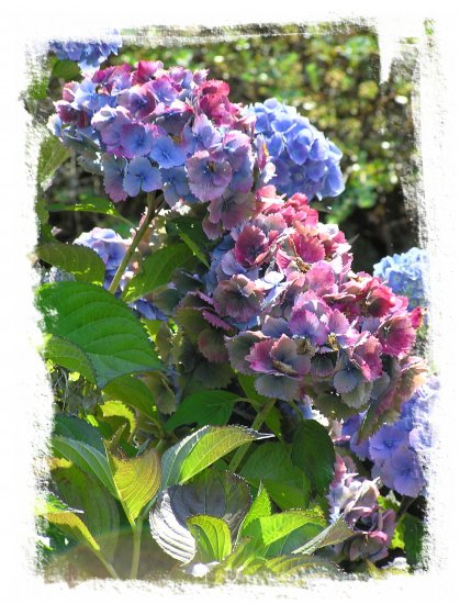 Purple and Blue