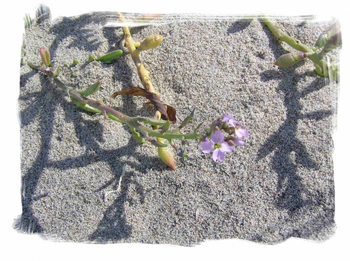 Purple Beach Flowers