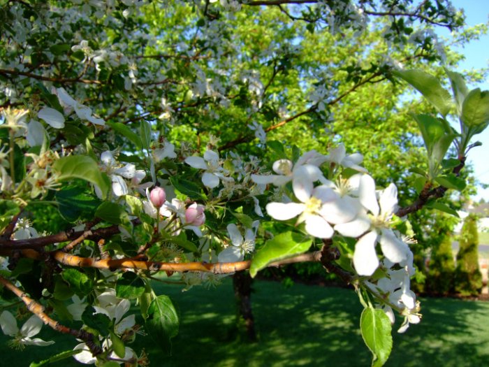 Apple Blossom