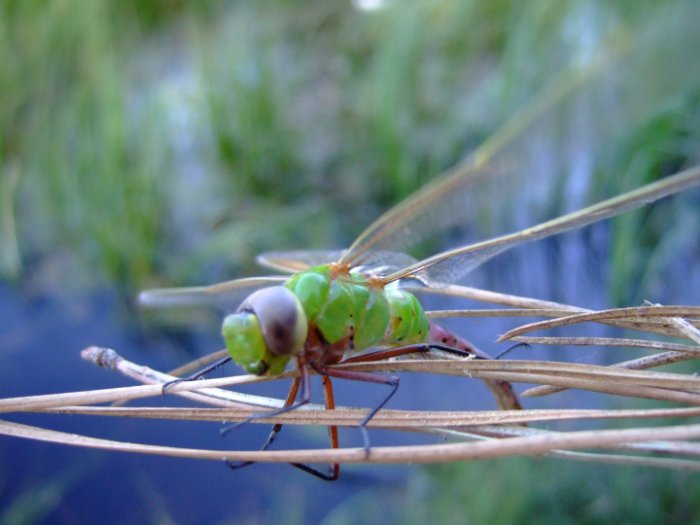 Dragonfly