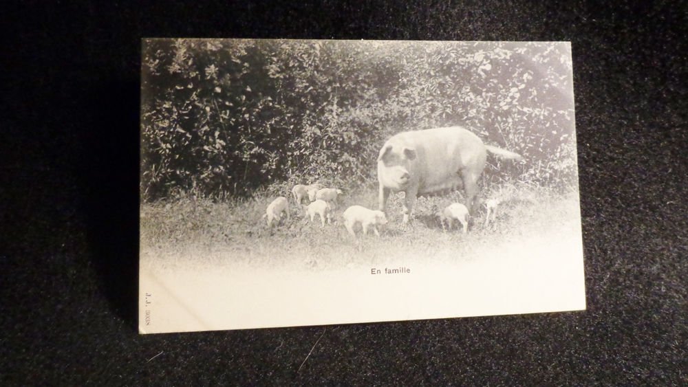 Vintage Real Photo Postcard Showing Hog w/ 7 Piglets Black/White Unused Undivide