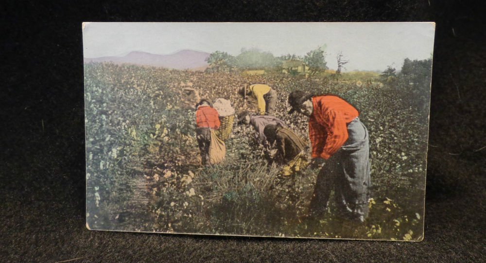 Vintage Black Americana Postcard "Picking Cotton in Alabama" Unused Split Back