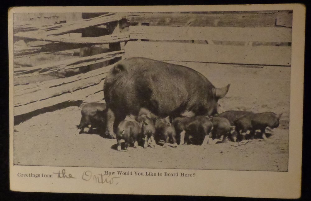 Vintage RPPC Picture of Hog & Piglets Black & White Photo Unused Split Back