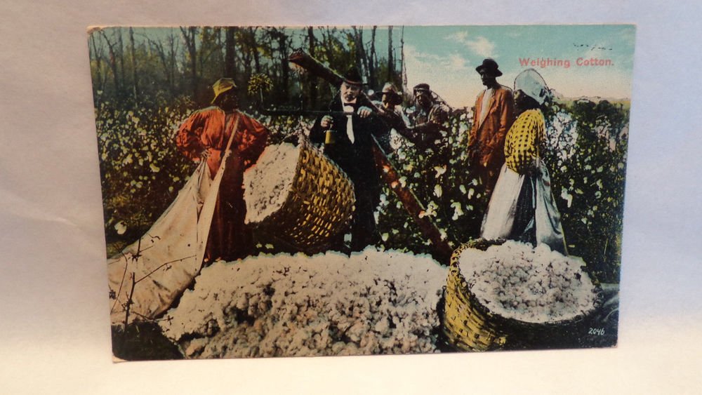 Real Photo Postcard Black Americana "Weighing Cotton" Unused Split Design