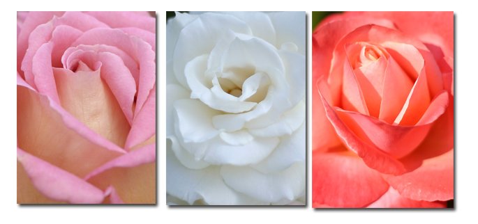 Trio of rose photographs