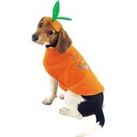 Pumpkin Pup