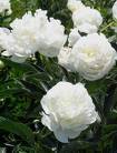 Peony Herbal Extract
