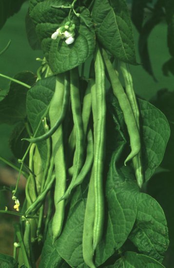 White Kidney Bean Powder Extract