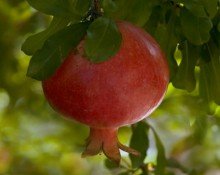 Pomegranate Powder Extract--Extracted from Pomegranate
