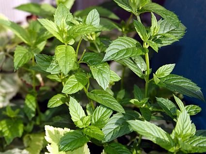 Peppermint Powder Extract--Powder Extracted from Peppermint
