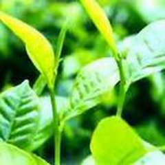 Artichoke Leaf PowderExtract