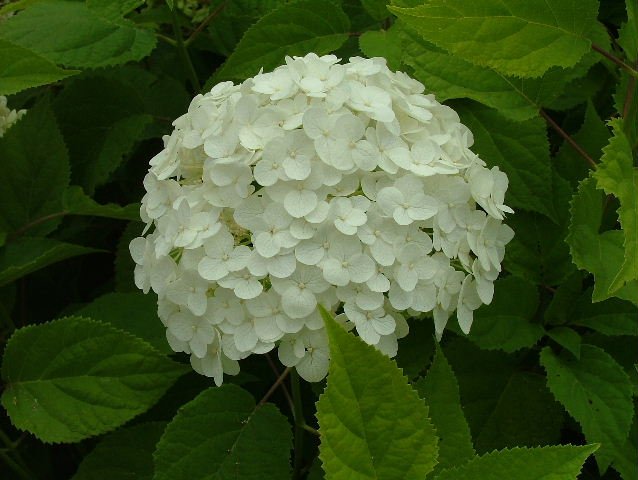 Hydrangea Herbal Extracts