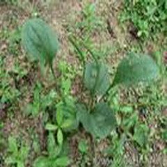 Plantain Herbal Extract