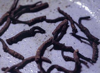 Cordyceps Sinensis