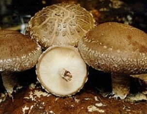 Reishi shell-broken spore