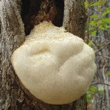 Monkeyhead Mushroom Extract Powder