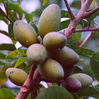 Olive leaf extract