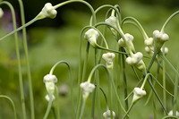 Garlic Extract Powder Allium sativum