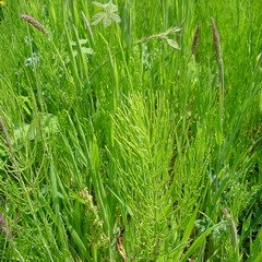 Horsetail Extract Powder