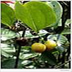 Sarsaparilla /Herbal Extract