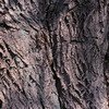 White willow bark Extract/Salix alba/Salicin 15%,20% HPLC