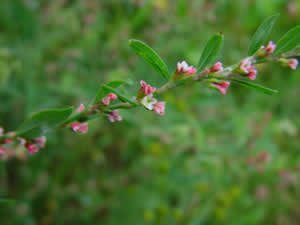 Common Knotgrass Herb Extract/Polygonum aviculare/Extract Ratio:10:1